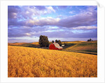 Barn Surrounded by Fields by Anonymous