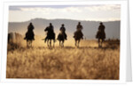Cowboys Galloping Horses in Field by Anonymous