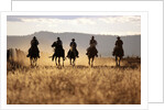 Cowboys Galloping Horses in Field by Anonymous