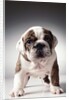 English Bulldog Puppy by Anonymous