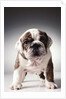 English Bulldog Puppy by Anonymous