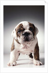 English Bulldog Puppy by Anonymous