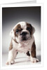 English Bulldog Puppy by Anonymous