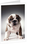 English Bulldog Puppy by Anonymous