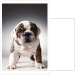 English Bulldog Puppy by Anonymous