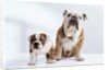 English Bulldog with Puppy by Anonymous