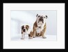 English Bulldog with Puppy by Anonymous