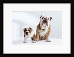 English Bulldog with Puppy by Anonymous