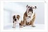 English Bulldog with Puppy by Anonymous