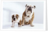English Bulldog with Puppy by Anonymous
