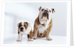 English Bulldog with Puppy by Anonymous