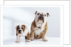 English Bulldog with Puppy by Anonymous