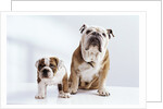 English Bulldog with Puppy by Anonymous