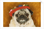 Pug Wearing Floral Hat by Anonymous