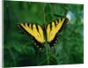 Tiger Swallowtail Butterfly by Anonymous