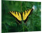 Tiger Swallowtail Butterfly by Anonymous