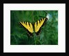 Tiger Swallowtail Butterfly by Anonymous