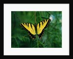 Tiger Swallowtail Butterfly by Anonymous