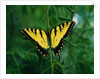 Tiger Swallowtail Butterfly by Anonymous