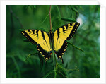 Tiger Swallowtail Butterfly by Anonymous