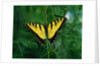 Tiger Swallowtail Butterfly by Anonymous