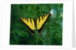 Tiger Swallowtail Butterfly by Anonymous