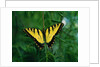Tiger Swallowtail Butterfly by Anonymous