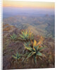 Agaves Growing in Chisos Mountains by Anonymous