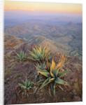 Agaves Growing in Chisos Mountains by Anonymous