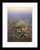 Agaves Growing in Chisos Mountains by Anonymous