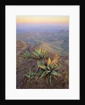 Agaves Growing in Chisos Mountains by Anonymous