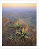 Agaves Growing in Chisos Mountains by Anonymous