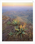 Agaves Growing in Chisos Mountains by Anonymous