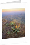 Agaves Growing in Chisos Mountains by Anonymous