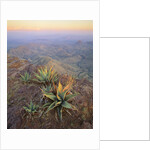 Agaves Growing in Chisos Mountains by Anonymous