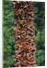 Monarch Butterflies by Anonymous