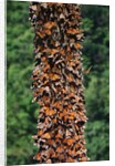 Monarch Butterflies by Anonymous