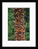 Monarch Butterflies by Anonymous