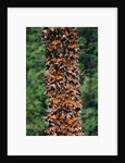 Monarch Butterflies by Anonymous