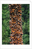 Monarch Butterflies by Corbis