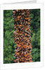 Monarch Butterflies by Anonymous