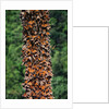 Monarch Butterflies by Anonymous