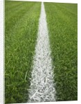 Painted Line on Athletic Field by Anonymous