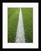 Painted Line on Athletic Field by Anonymous