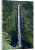 Akaka Falls by Anonymous