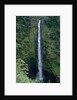 Akaka Falls by Anonymous