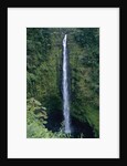 Akaka Falls by Anonymous