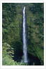 Akaka Falls by Anonymous