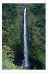 Akaka Falls by Anonymous