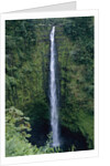 Akaka Falls by Anonymous
